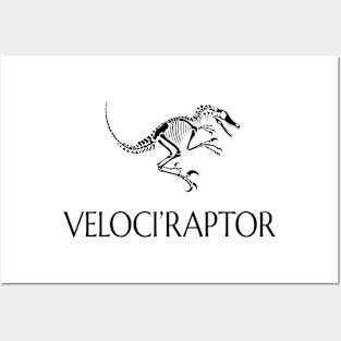 Velociraptor -  Late Jurassic Fossil (Archaeology, Paleontology) Posters and Art